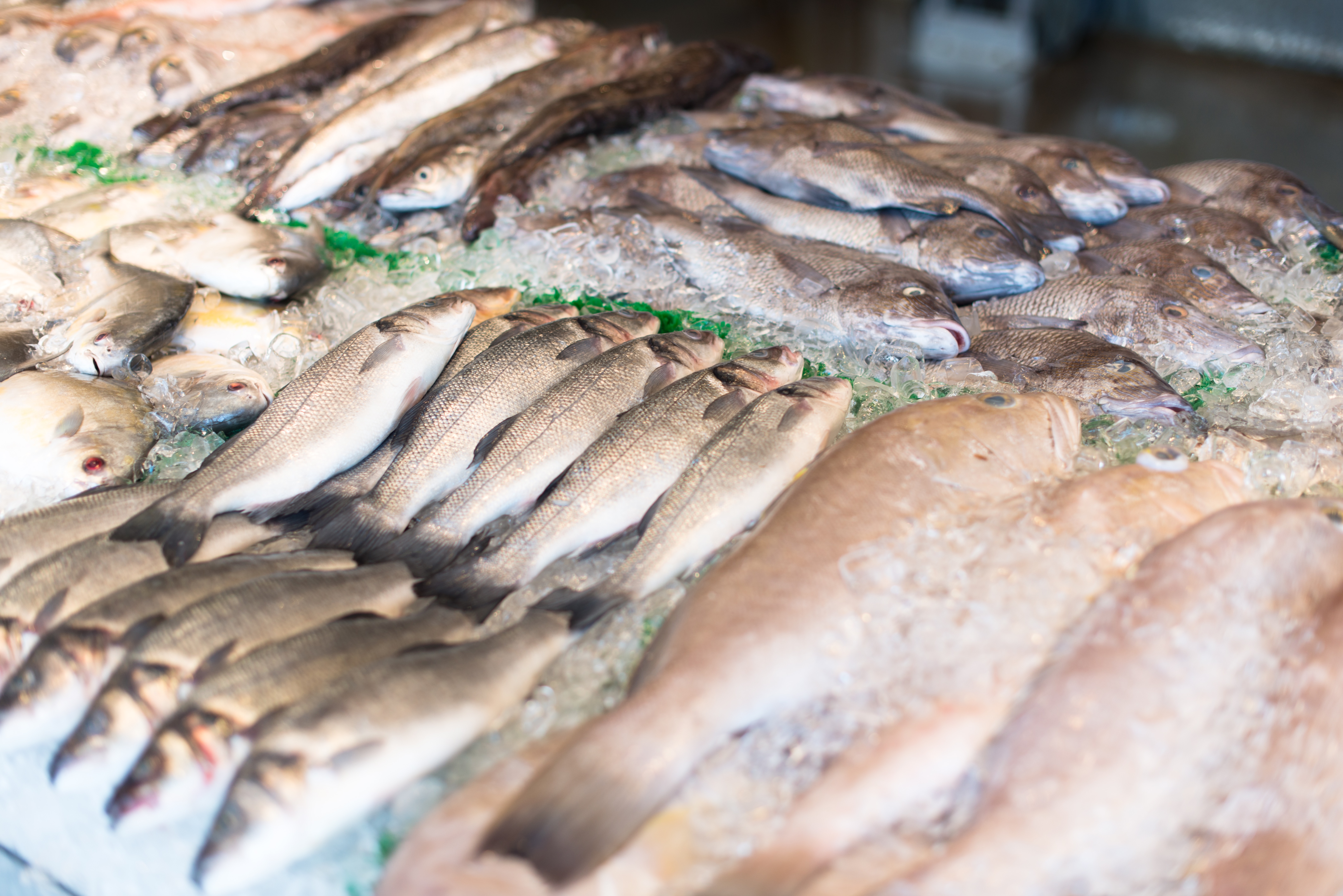 ikan pasar